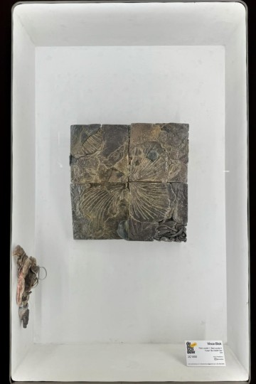 Vince Blok